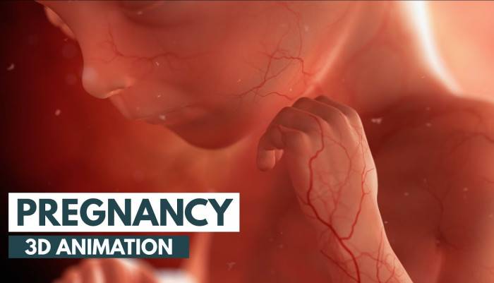 thomas schwenke,birth,pregnancy,guide,month-by-month,development,animation,3D animation,fetal growth,ovulation,conception,sperm,egg,pregnancy week by week,week by week,embryo,blastocyst,embryogenesis,nucleus medical media,zygote,fertilization,menstruation