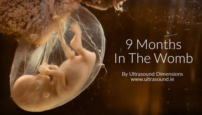 Prenatal Development (Literature Subject),Uterus (Anatomical Structure),Fetus,In The Womb (TV Program),Health (Industry),ultrasound,ultrasound dimensions,pregnancy scans dublin