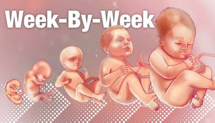 pregnancy week-by-week,Mama Natural,Genevieve,Mama Natural Blog,Mamanatural,First Trimester,Second Trimester,Third Trimester,week-by-week,week by week,pregnant week by week,pregnancy week by week,week by week pregnancy,pregnancy symptoms week 3,pregnancy,